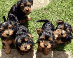giving Yorkie Yorkshire Terrier Puppies