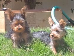 Yorkie Terrier pups for sale