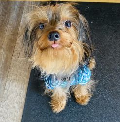 1 year old Yorkie