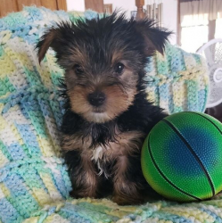 Male and female Yorkshire Terrier puppies
