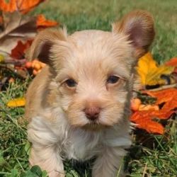 Cute & Healthy Yorkie Puppies For Sale in USA