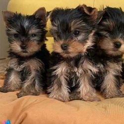 Yorkshire puppies for adoption