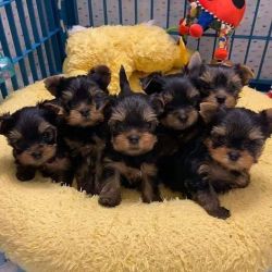Cute Teacup Yorkie Puppies For Sale