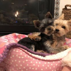 HOME RAISED YORKIE PUPPIES FOR REHOMING