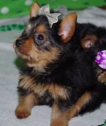 AKC male and female Yorkie puppies ready