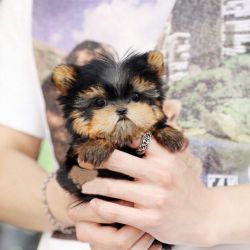 Charming X-Mass Yorkie puppies for adoption