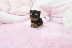 Adorable Yorkie Pup