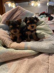 Yorkie pups for sale