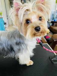 15 month old female AKC registered silky Yorkshire Terrier