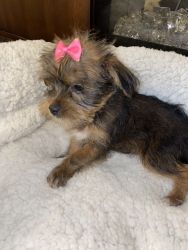 2 yorkie puppies for sale