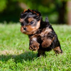 adorable Yorkie puppies available for free adoption.