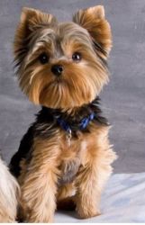 Yorkies terrier puppies for adoption