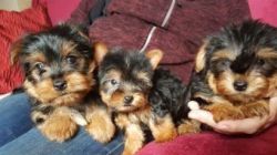 We have adorable Yorkie puppies.