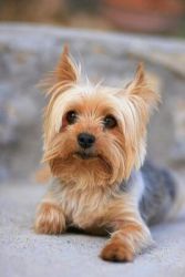 Yorkshire terrier puppies for adoption