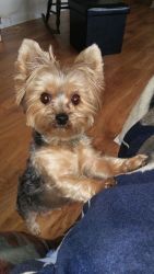 Yorkshire terrier puppies for adoption all breed