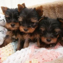 Beautiful Teacup Yorkie puppies!