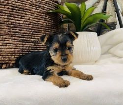 Hello We got available females and males yorkies puppies