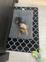 Yorkie Male For Sell