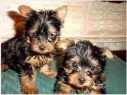 My teacup yorkie babies are urgently looking for a lovely home