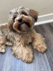 Sable Yorkie For Sale