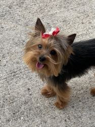 2 year old Yorkshire Terrier
