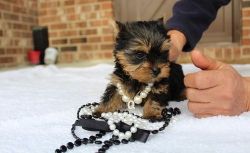 Gorgeous litter of teacup Yorkie puppies