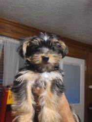 Tricolor toy Yorkie