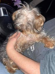 1 year old yorkie for sale