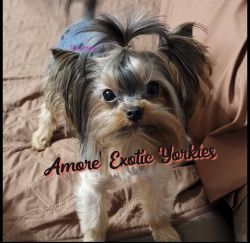 Sable Male Yorkie
