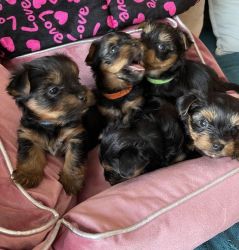 5 Yorkshire terrier puppies