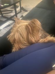 I have a4 year yorkie name Prince his a family dog very loving dog