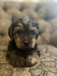 Yorkshire terriers with ckc registered