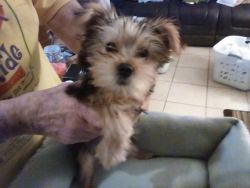 Rehoming 3 month old Yorkie