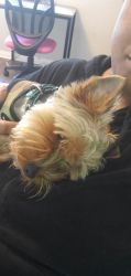 Need New Home for my Yorkie
