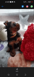 Caring * YORKSHIRE TERRIERS PUPPIES