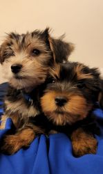 Yorkie Terrier puppies