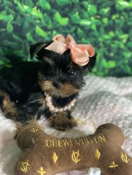Yorkie litter available