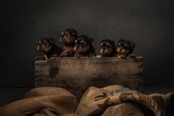 CKC Yorkshire terrier puppies