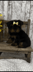 Female Yorkshire Terrier
