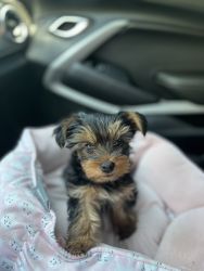 Female Yorkie puppy for sale