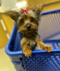 Yorkie for sell