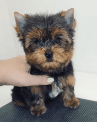 Yorkshire Male Terrier