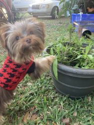 Male Yorkie 1 year old