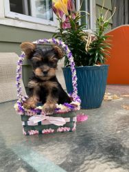 Yorkie puppies need forever home