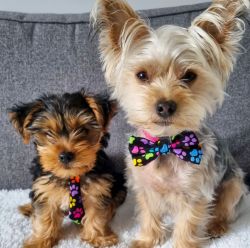 Yorkie puppies available