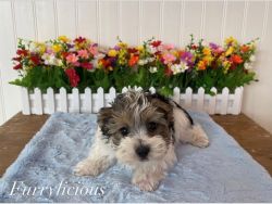 Unique, teacup size Yorkie Terrier. Looking for a good home