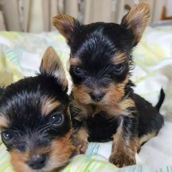 Lovely Yorkshire Terrier puppies for sale.