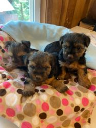 Full blood yorkies looking for new home