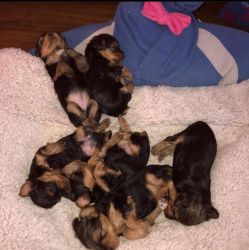 Beautiful yorky puppies for sale