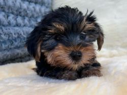 Luxurious Yorkie for sale